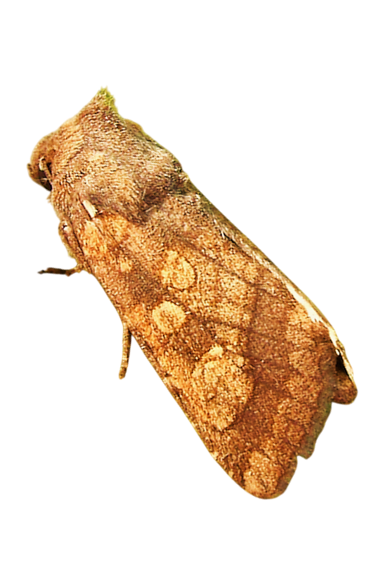 Traça-da-alcachofra